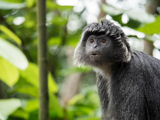 Javan Langur Monkey