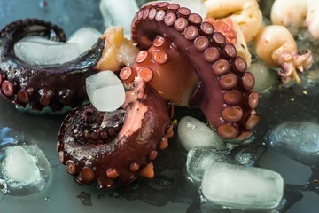 Sepia (cuttlefish) and octopus on ice. © slunicko24
