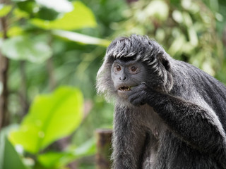 Javan Langur Monkey