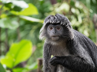 Javan Langur Monkey