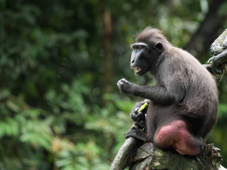 Sulawesi Crested Macaque