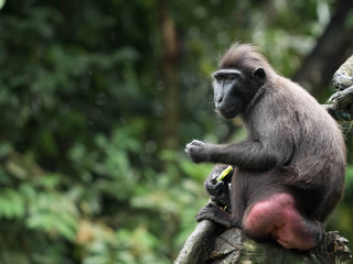 Naklejka na ściany i meble Sulawesi Crested Macaque