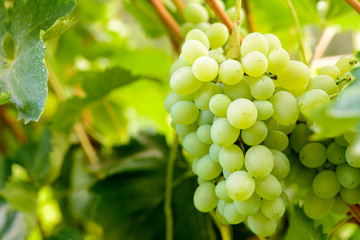 A juicy white grapes hangs from the branch