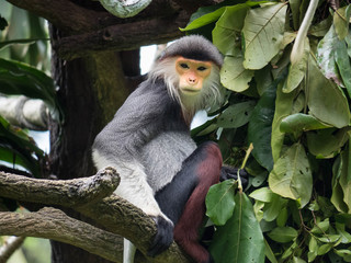 Douc Langur Monkey