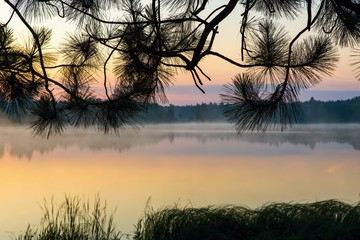 Early morning sunrise on pond bank with pine needles silhouettes.