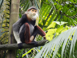 Douc Langur Monkey
