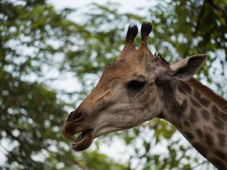 Giraffe Head Portrait