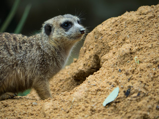 Fototapeta premium Cute Meerkat Portrait