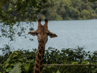 Giraffe Head Portrait