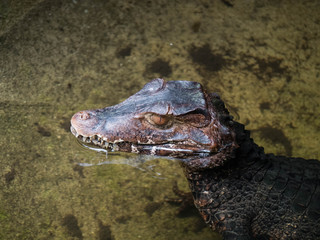 Caiman Head Crocodile