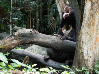 Brown Malayan Sun bear