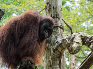 Fototapeta premium Sumatran Orang Utan Monkey