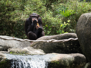 Cute Chimpanzee Portrait