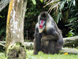 Male Mandrill Monkey