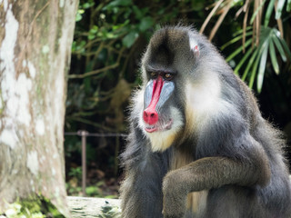 Male Mandrill Monkey