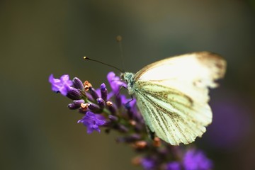 Cabbage white butterfly on lavender flower.