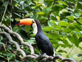 Colorful Toucan Bird