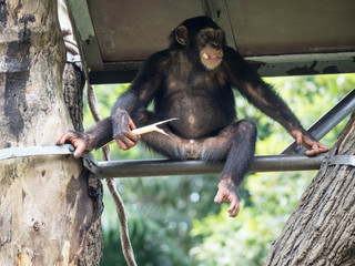 Cute Chimpanzee Portrait