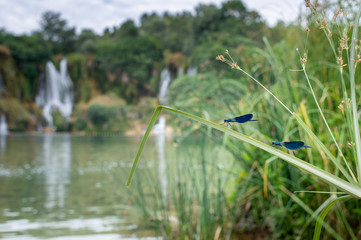 Two blue dragonflies resting at a waterfall