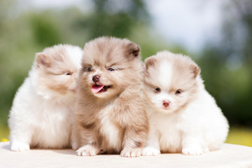 Pomeranian puppy outdoor