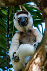 Mister Sifaka lemur