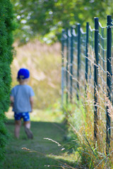 Little two years old boy going away alone between green thuja hedge and metal fence blurry image with meadow  bent in front with copy space for text on blurred background. Children rights protection c