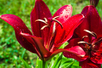 Fototapete bei efototapeten.de bestellen   