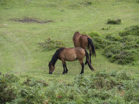 Caballos pastando en el monte