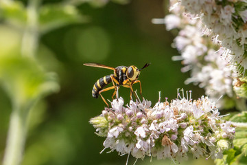 schwebfliegen