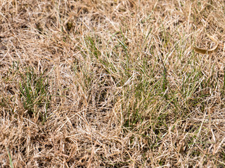 vertrockneter Rasen