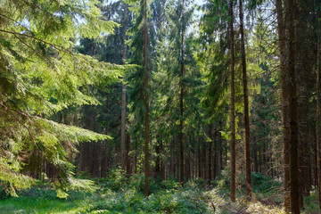 Fototapeta na wymiar Romantic fairytale fir forest in late summer, nature reserve, nature park in the Lüneburg Heath, Northern Germany