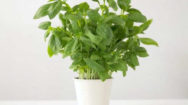 healthy eating, gardening and organic concept - green basil herb in pot on table