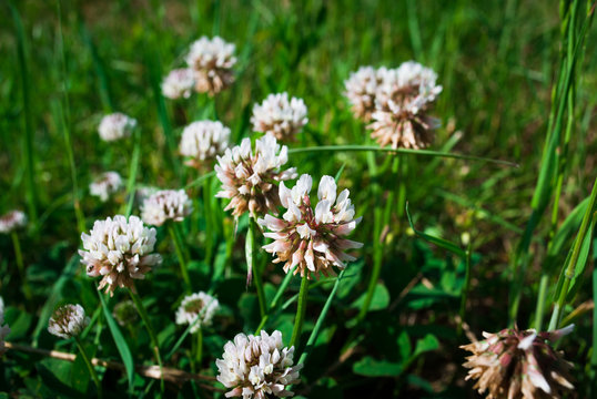 Flowers of white clower Trifolium repens in a lawn