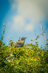 Birds, sparrows and starlings feeding in the garden, close up shot