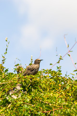 Birds, sparrows and starlings feeding in the garden, close up shot