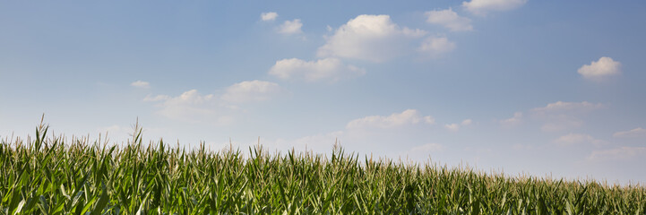 Maisfeld, Nordrhein-Westfalen, Deutschland, Europa