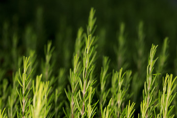 Rosemary close up view