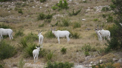 herd of addax on the side of a mountain