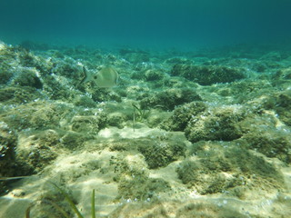 bajo el mar