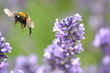 Blumen und Bienen