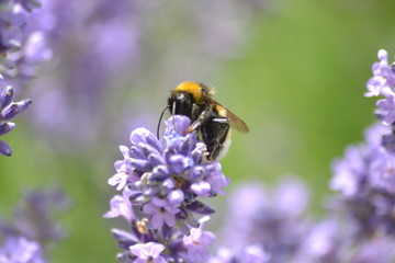 Blumen und Bienen