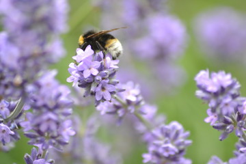 Blumen und Bienen