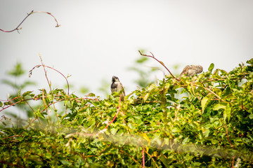 Common garden birds sitting on the green bush, sparrows and starlings. 
