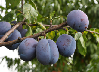 On a branch of a tree of plum
