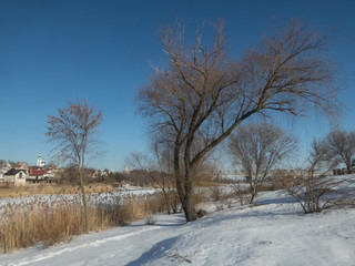 Obraz premium Зимние деревья. 