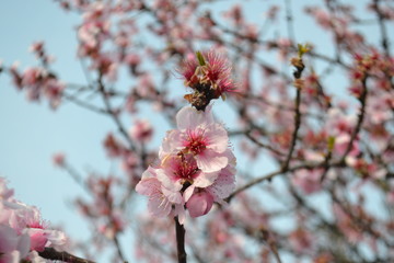 Blumen und Bienen
