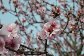 Blumen und Bienen