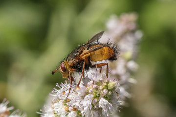 igelfliege
