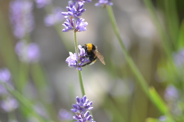 Bienen und Blumen