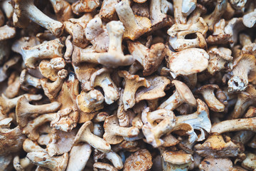 Close up picture of forest mushroom boletus